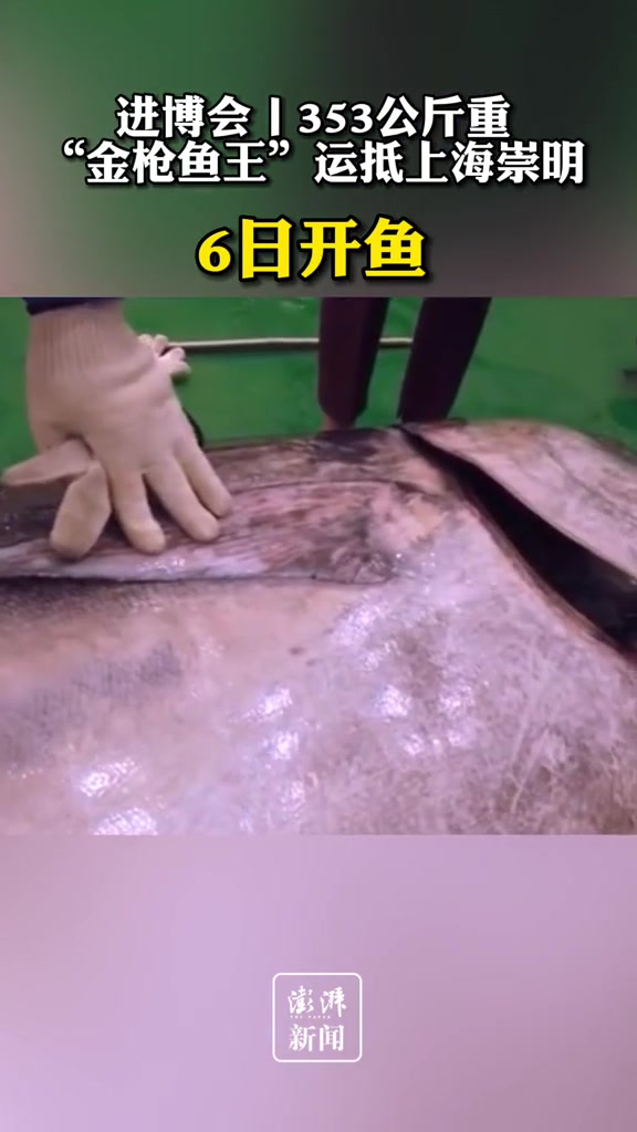 353公斤重蓝鳍金枪鱼运抵上海崇明,6日开鱼,进博的热度上海的温度