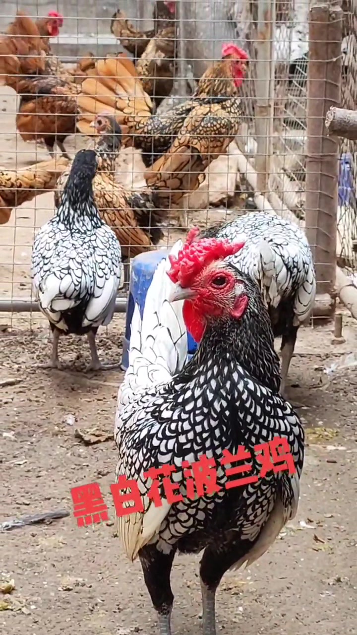 高端观赏鸡波兰鸡