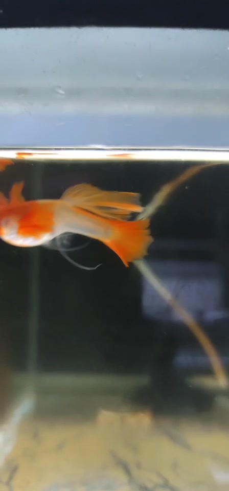 红色的孔雀鱼鸿运当头