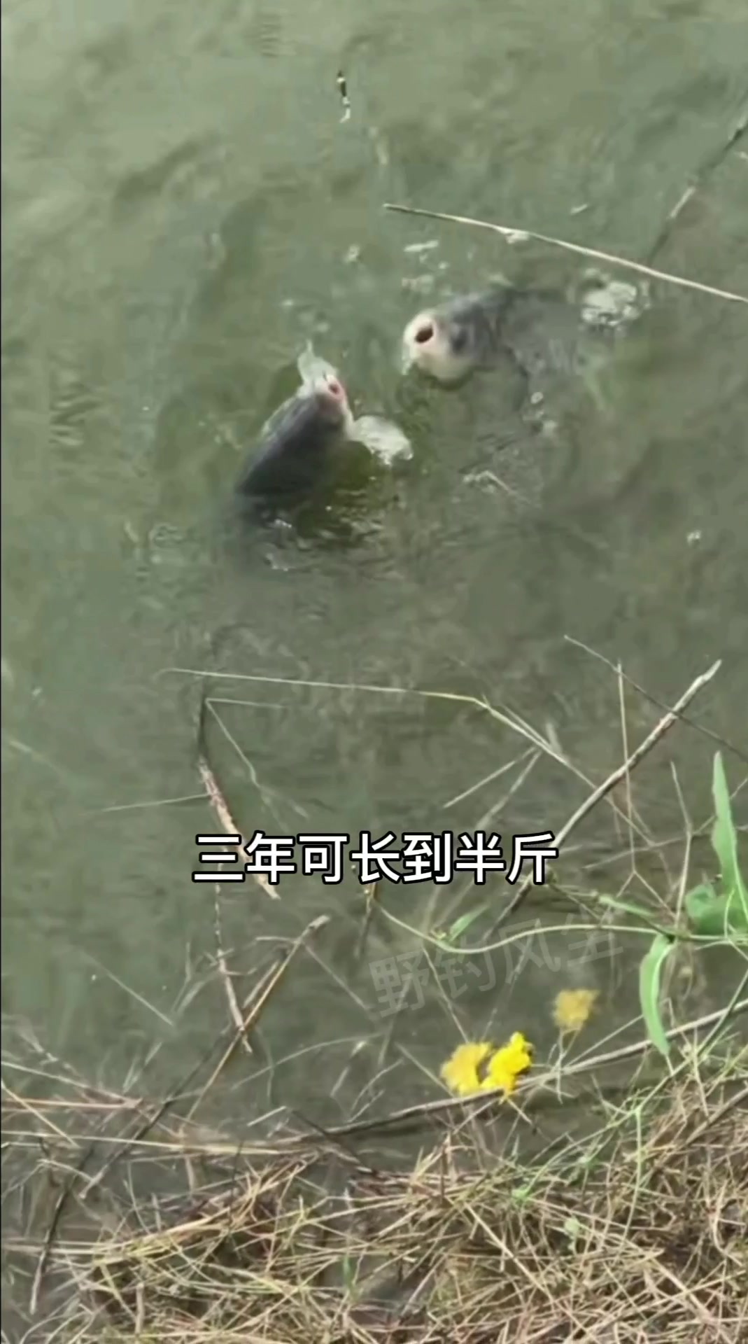 鲫鱼生活认知鲫鱼能活多少年