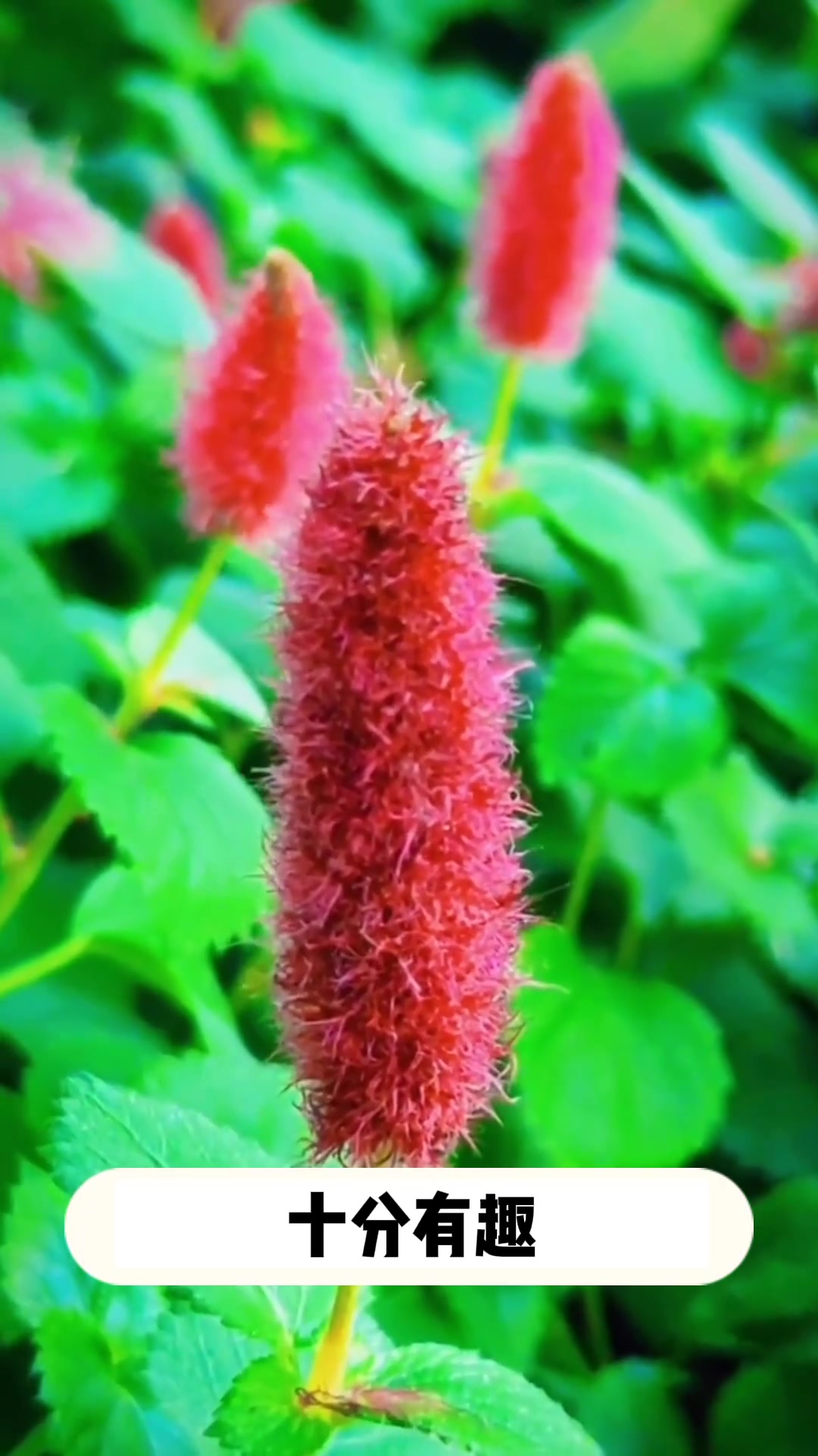 植物:红穗铁苋菜