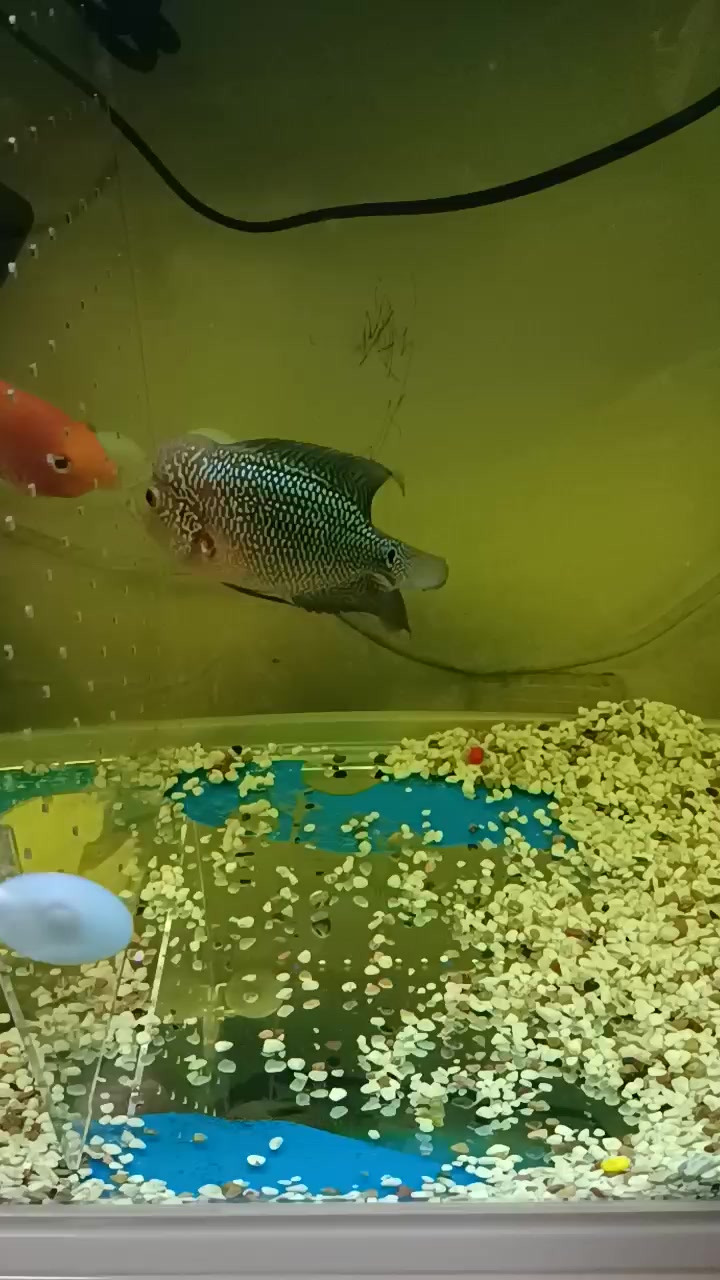 成长中的小罗汉鱼