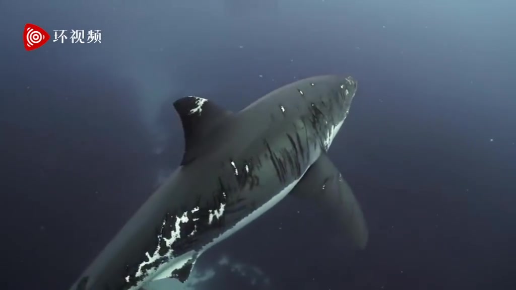 【澳大利亚一大白鲨浑身布满伤痕 被称为最顽强鲨鱼】据《镜报》11月7日报道,摄影师在澳大利