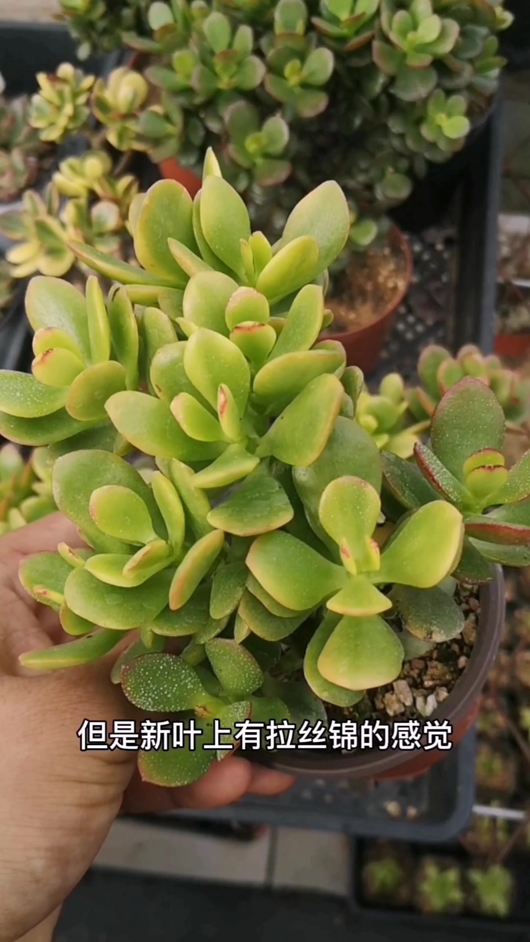 多肉品种推荐003姬红花月锦