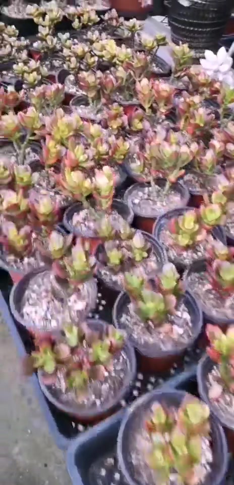 新品多肉:迷你黄金花月