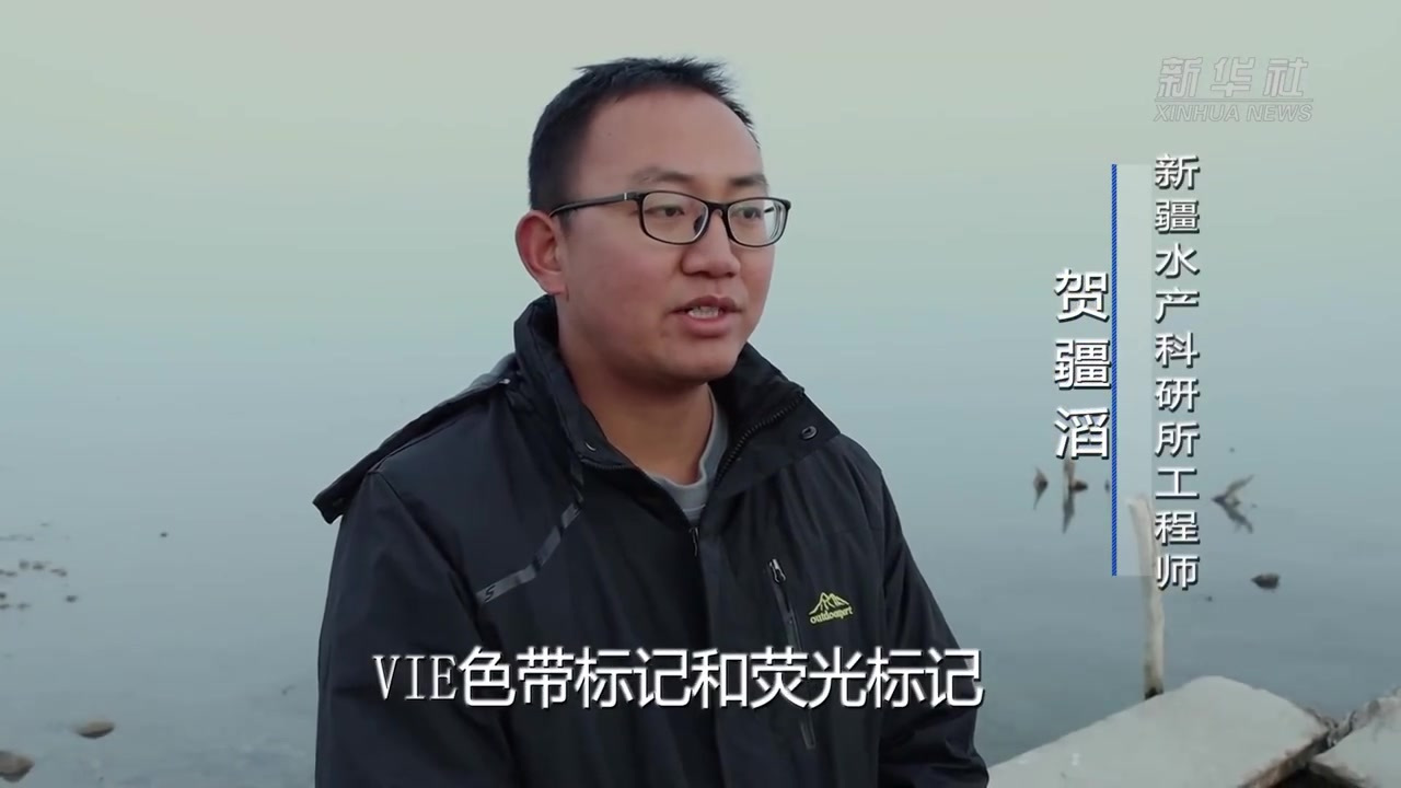 【新疆:三万多尾大规格扁吻鱼放流博斯腾湖】近日,三万多尾扁吻鱼被放流中国最大内陆淡水湖——