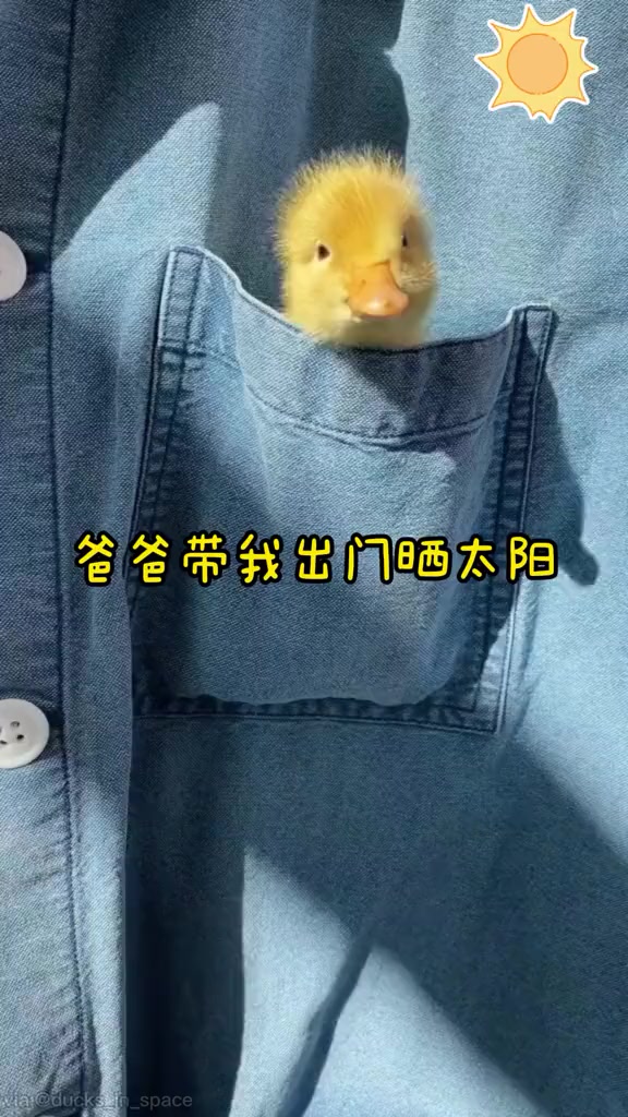 小鸭鸭能有多可爱……