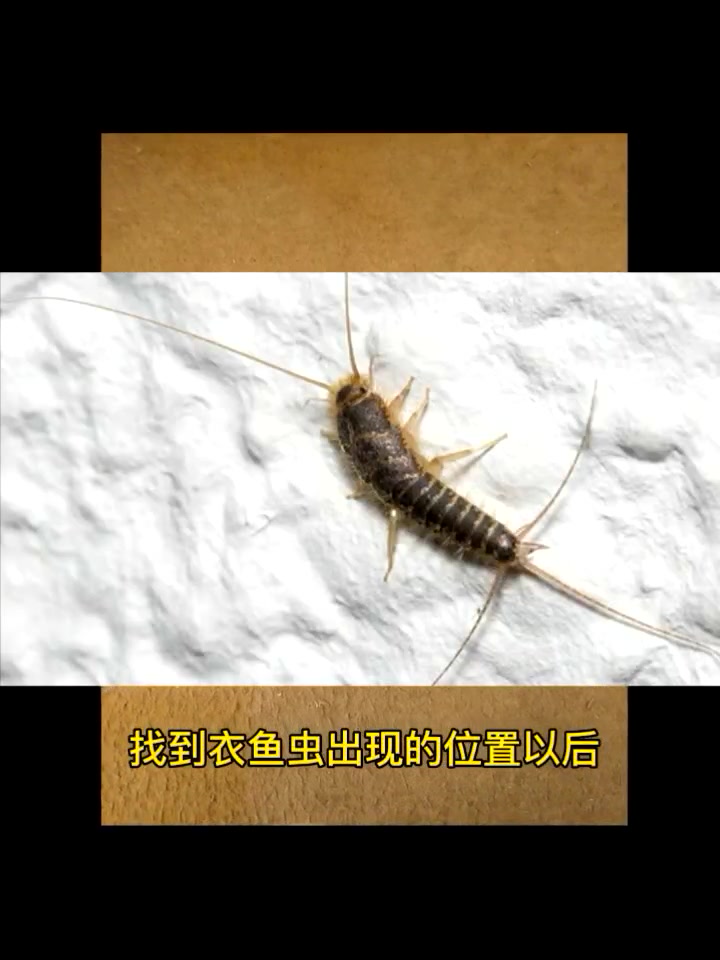 什么牌子的杀虫剂能杀死衣鱼