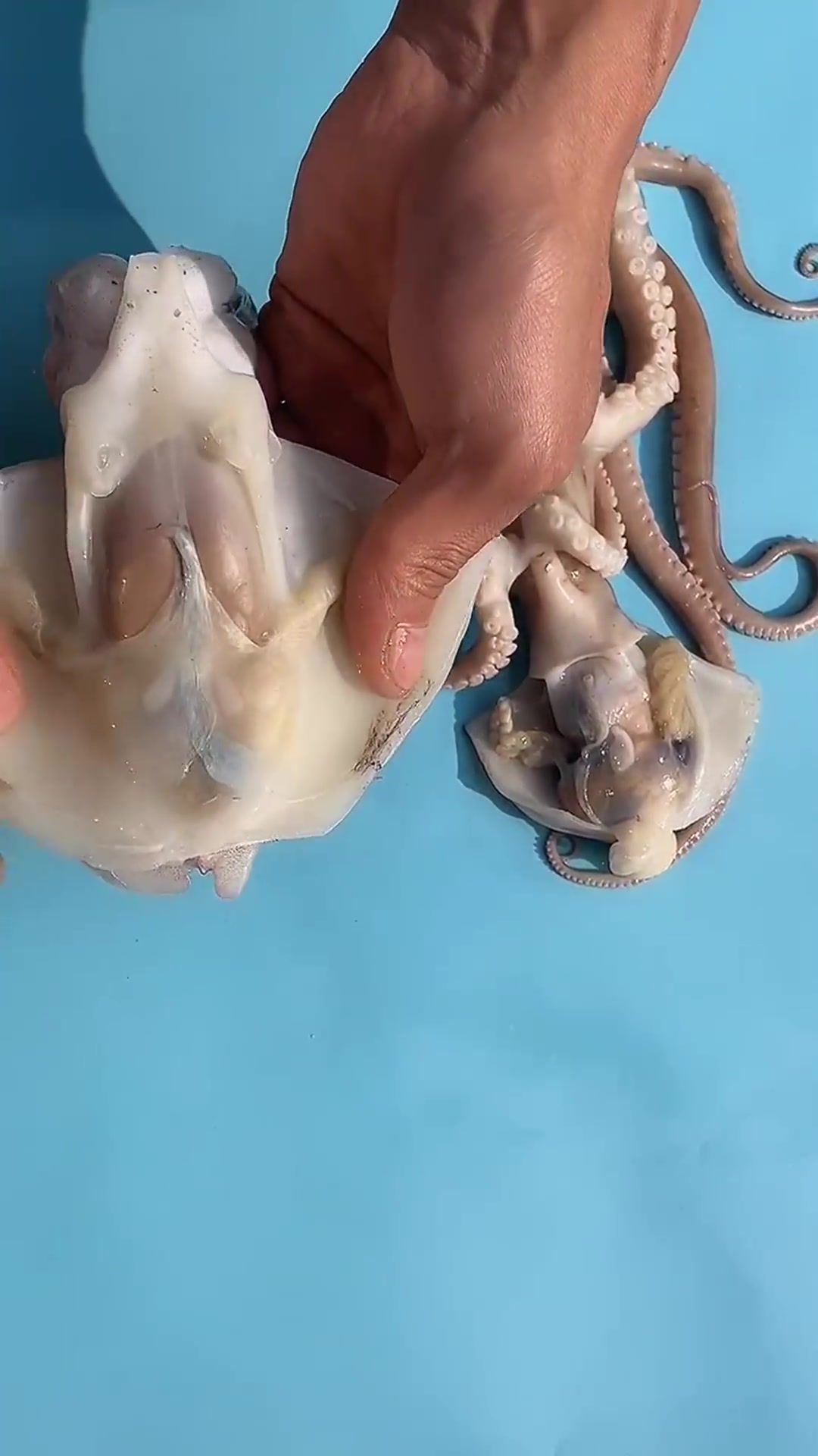 墨鱼和章鱼的区别,大师这席话,说的真是太到位了