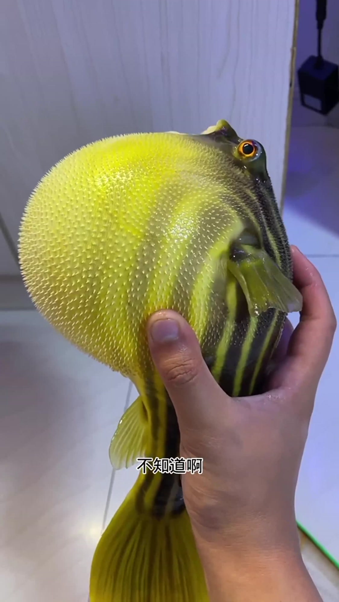 这河豚让我养的胖的都快爆炸了