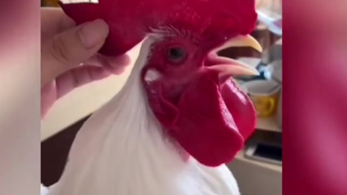 【上海一女子养公鸡当宠物走红 本人回应:呼吁大家理性养宠物 不盲目跟风】11月13日,上海