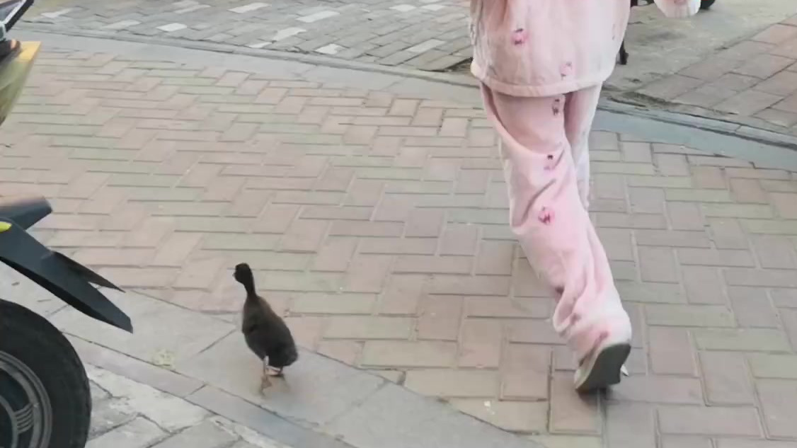 【女孩带小鸭子散步萌化路人】11月13日,郑州市未来路附近小区内,一名小姑娘和一只毛绒绒的