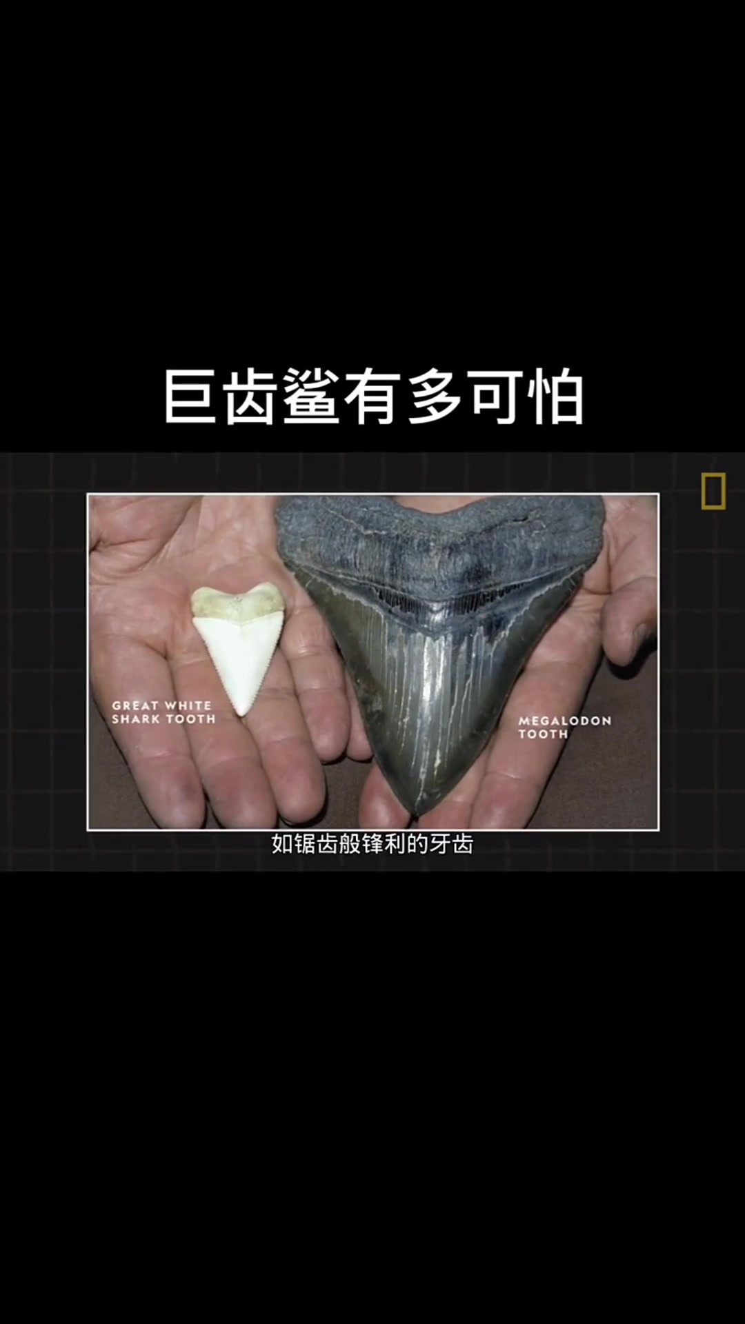 巨齿鲨到底有多可怕