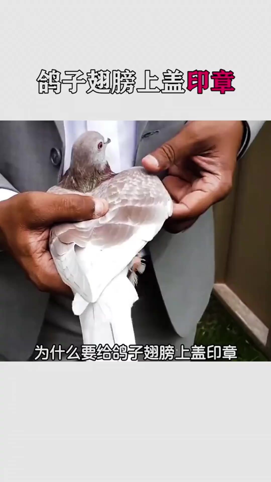 为什么要给鸽子翅膀上盖印章?