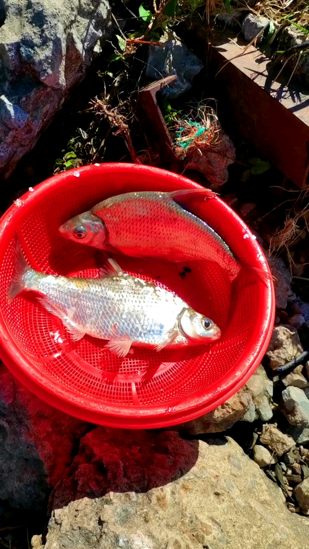 这是什么鱼,扁扁的?