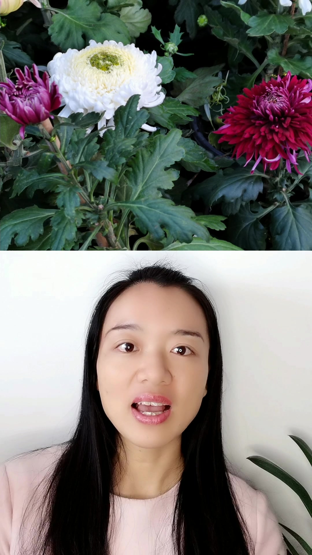 如何在赏菊后,写好菊花作文