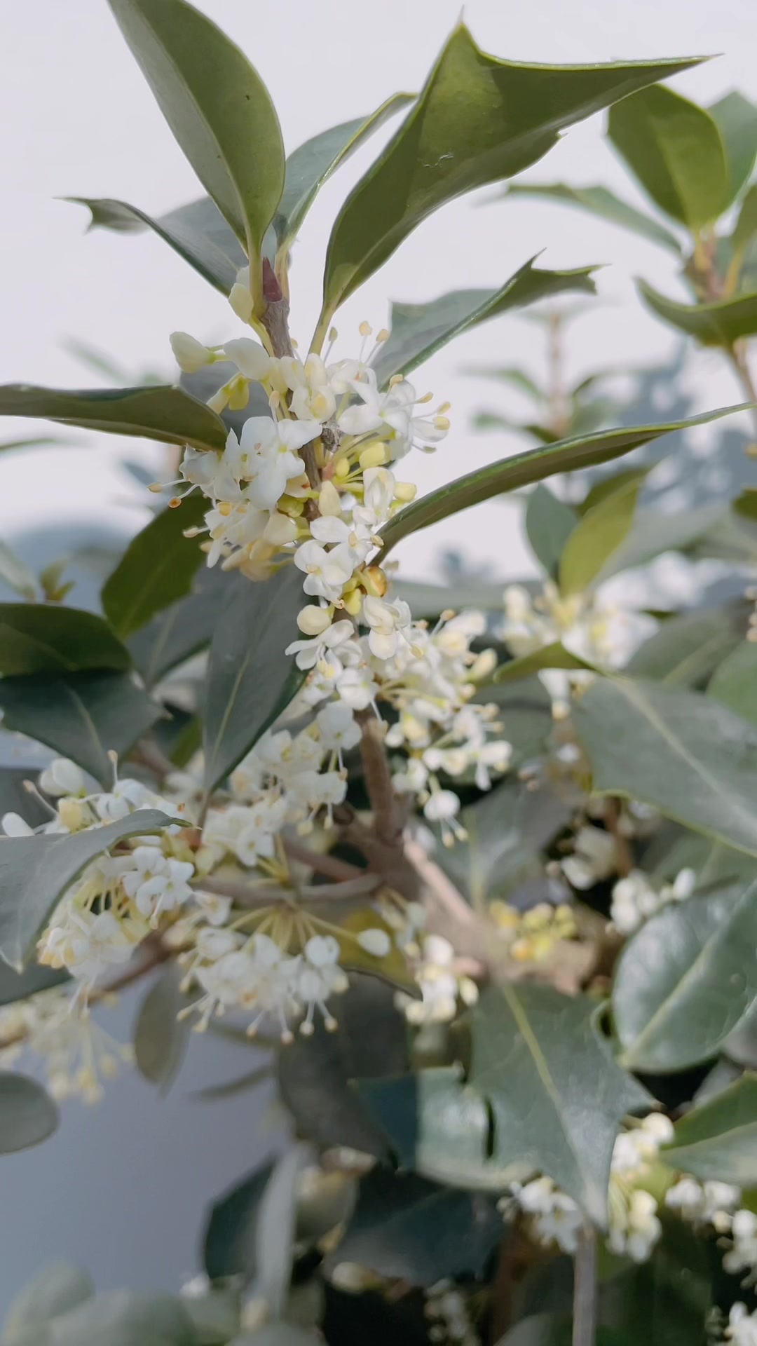 刺桂也叫冬桂,冬季开花