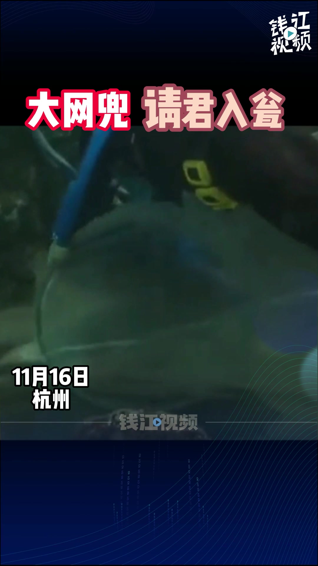 杭州海底世界大鲨鱼搬家啦!