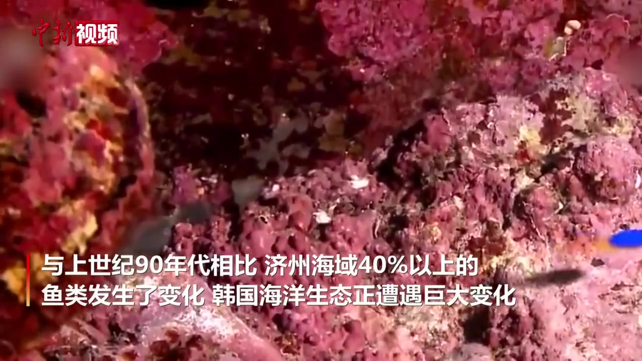【 韩媒:韩国海域出现大量热带鱼类】据韩国媒体报道,随着全球变暖,韩国周边海水温度快速上升