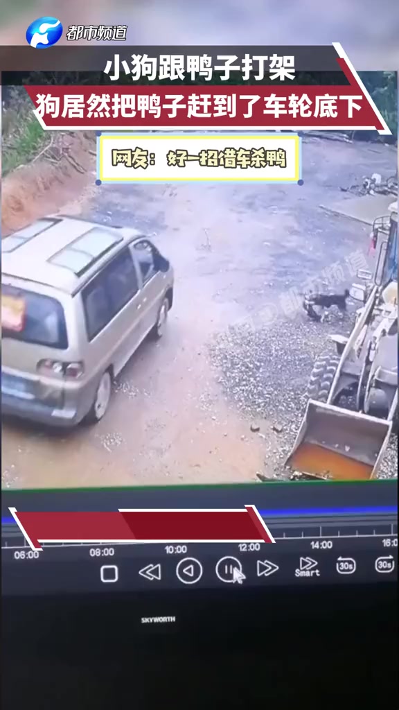 小狗跟鸭子打架,狗居然把鸭子赶到了车轮底下。网友:好一招借车杀鸭