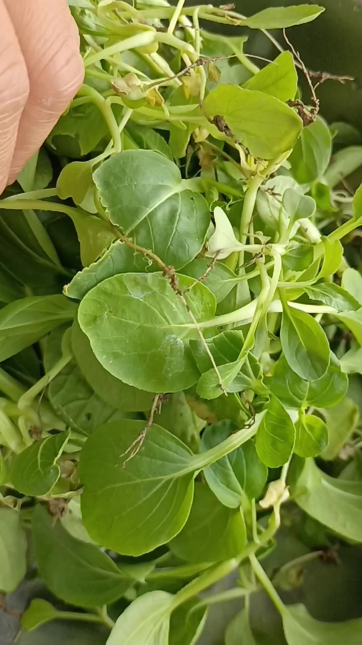 自己种的有机鸡毛菜拿来烧豆腐肉丝青菜汤