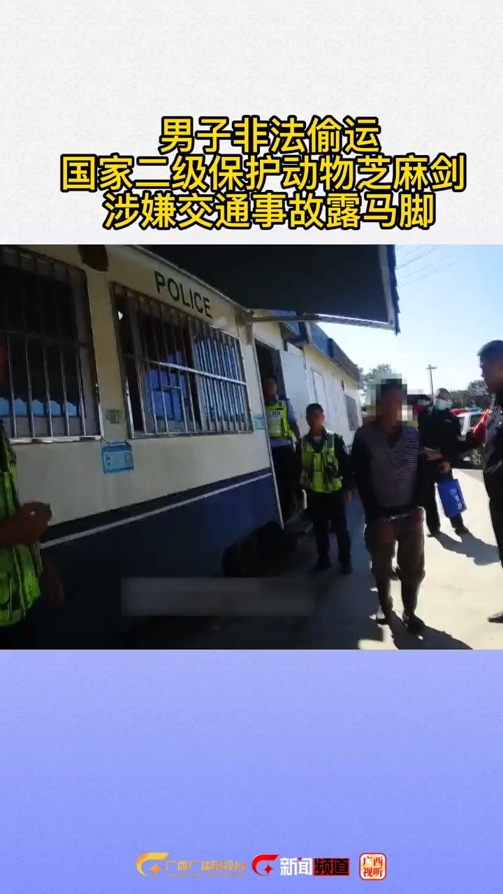 男子偷运国家二级保护动物芝麻剑,一场交通事故让他露了马脚