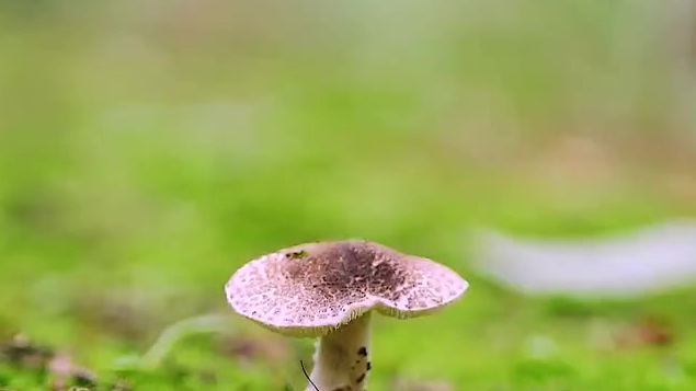 一场蛮荒海岛的部落之争,一次绝处逢生的冒险体验⛵⛵水友爱心空投?神秘嘉宾降临?????经典求生节