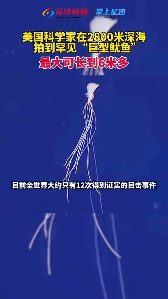 来自大洋深处的精灵!2835米的深海拍到的罕见巨型鱿鱼,最大长达6米多