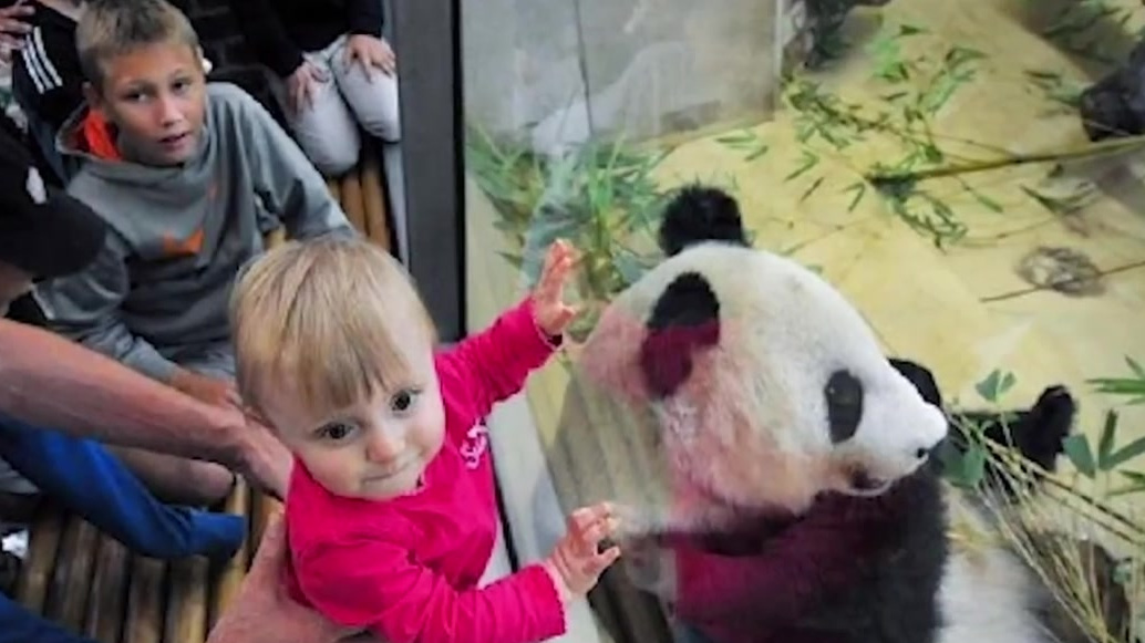 【科普!为什么总青睐大熊猫当吉祥物?】盼盼、福娃晶晶、进宝、冰墩墩,这些耳熟能详的名字,都