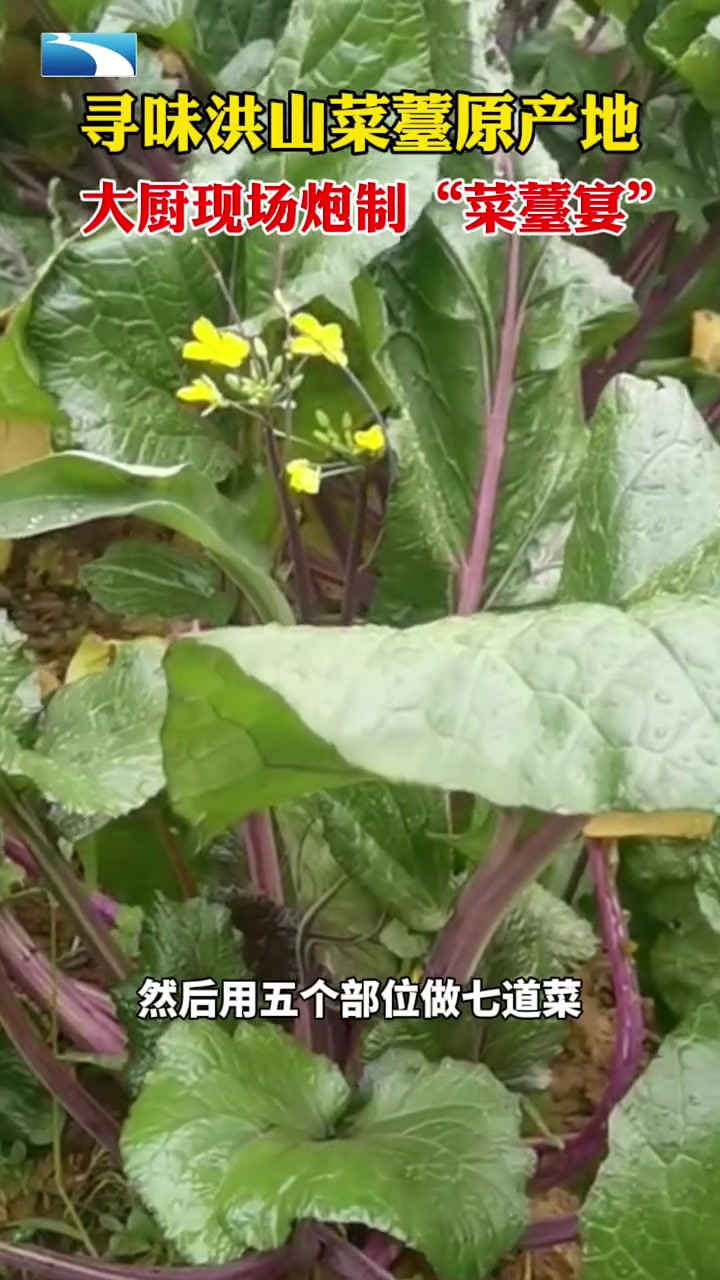 洪山菜薹湖北人心中的yyds 除了清炒菜薹、腊肉炒菜薹之外,菜薹还能咋做呀?