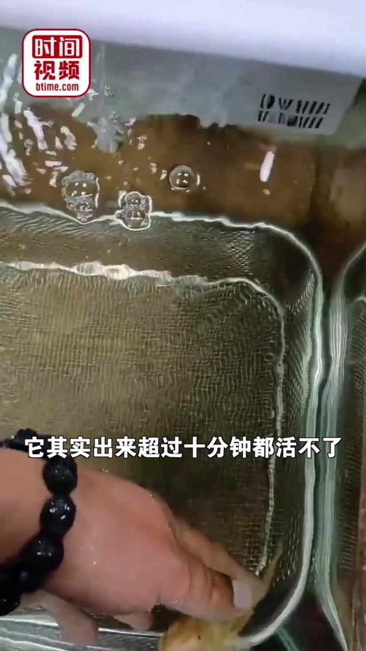 小鱼跳出水缸4小时成干尸 男子把鱼放水里奇迹生还