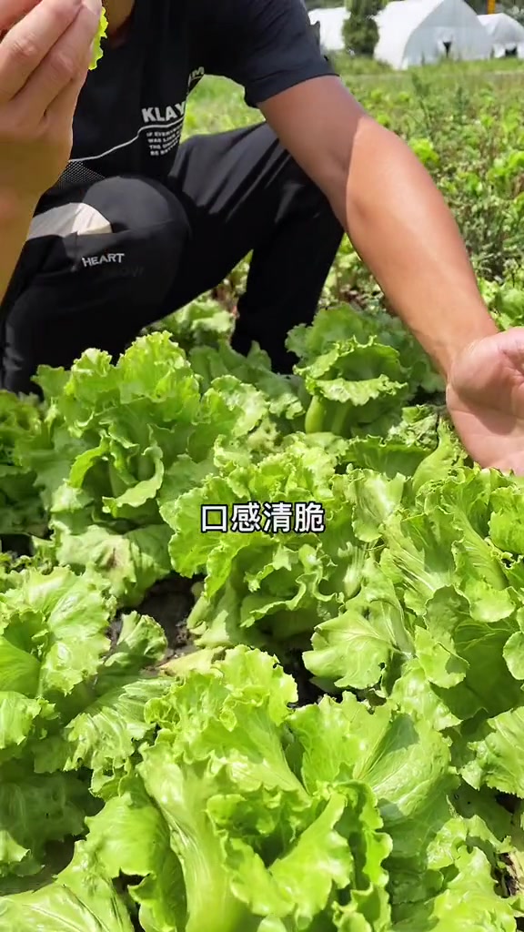 夏季也能生长出这么好的生菜,这就是意大利生菜