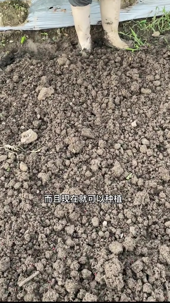 可以种植菠菜了,菠菜好吃又营养,我们可以先泡种再播种