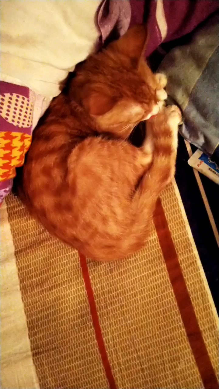 一只半夜不睡的小黄猫