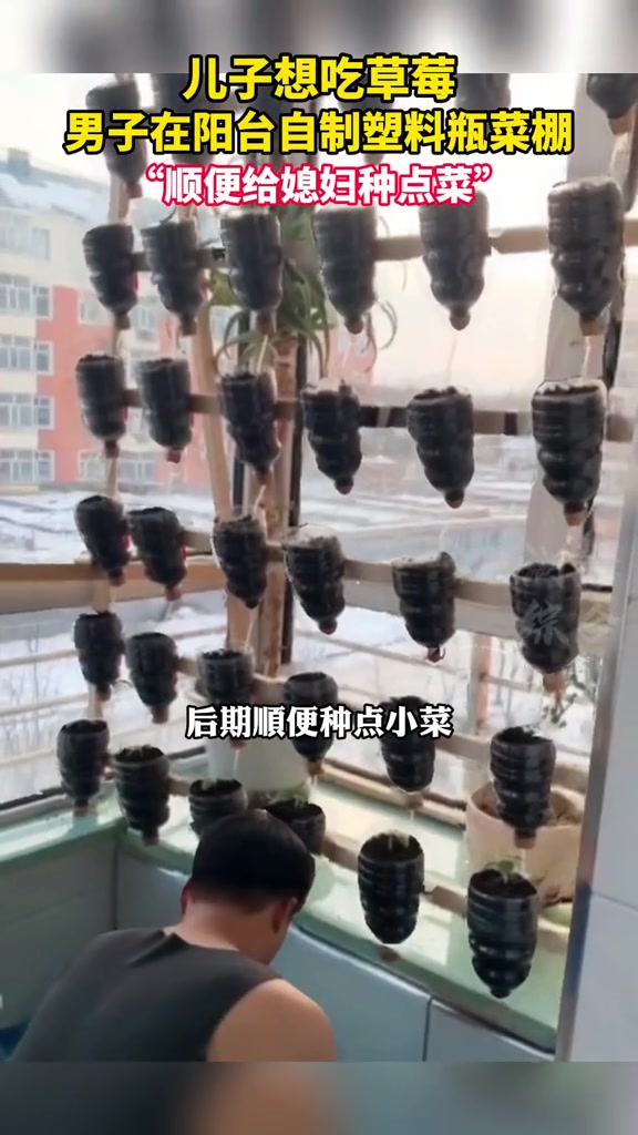 废弃 塑料瓶再利用,男子阳台搭建 菜棚给儿子种 草莓 网友:满满的都是爱