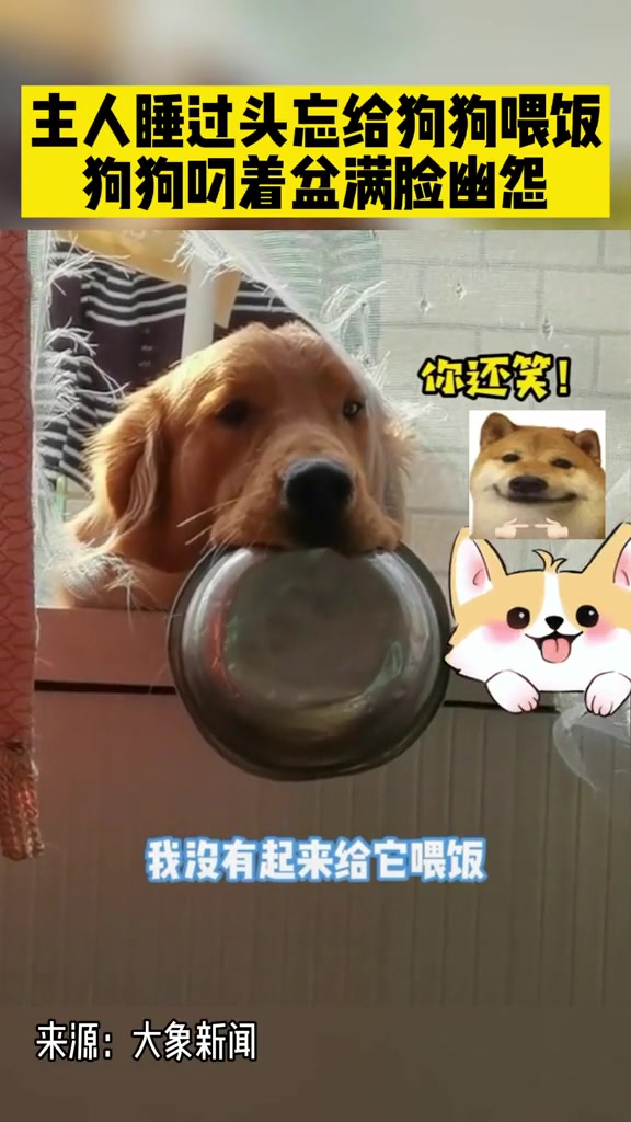 主人睡过头忘给狗狗喂饭 狗狗叼着盆满脸幽怨 狗狗的日常 金毛犬 无奈的人生