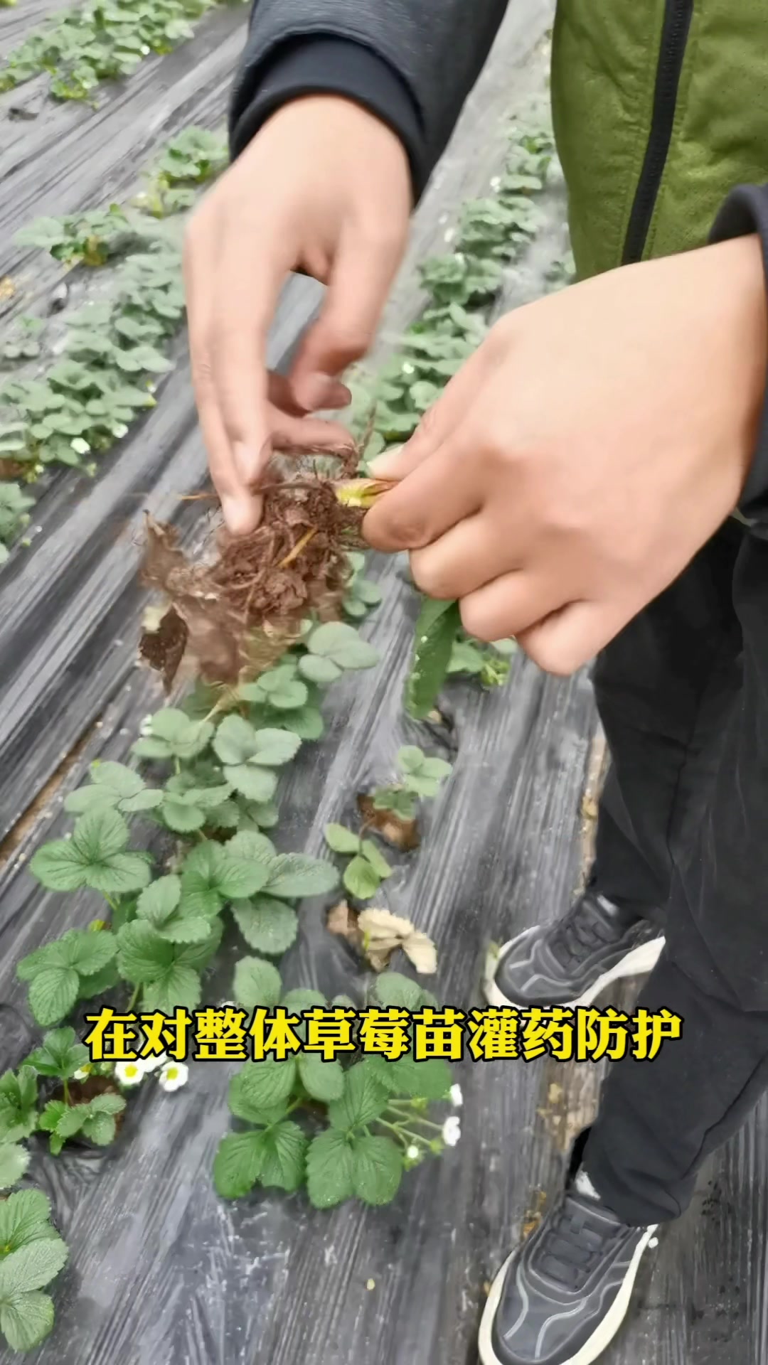 草莓根部病害识别及防治