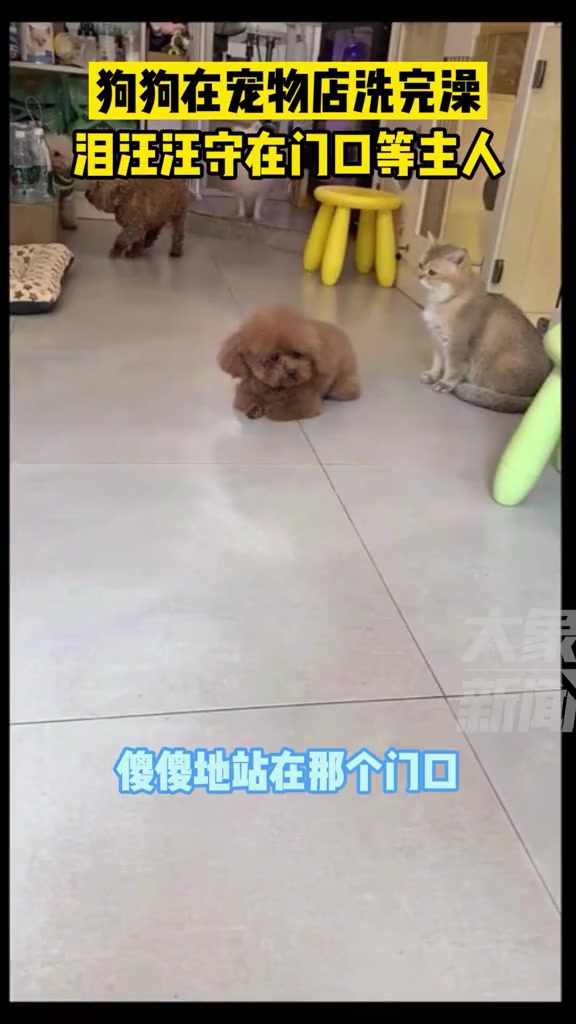 11月23日广东广州,狗狗在宠物店洗完澡后,傻傻守在门口等主人来接