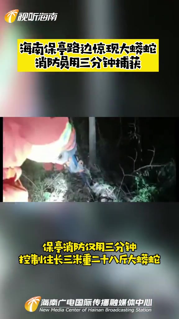 海南保亭路边惊现大蟒蛇,消防员用三分钟捕获 海南 消防 蟒蛇 意不意外