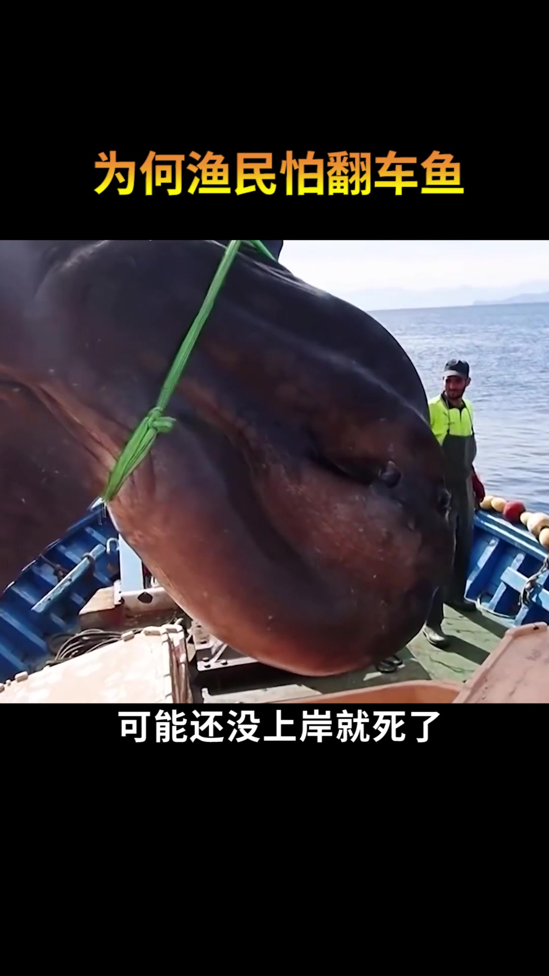 为什么渔民出海最怕翻车鱼?