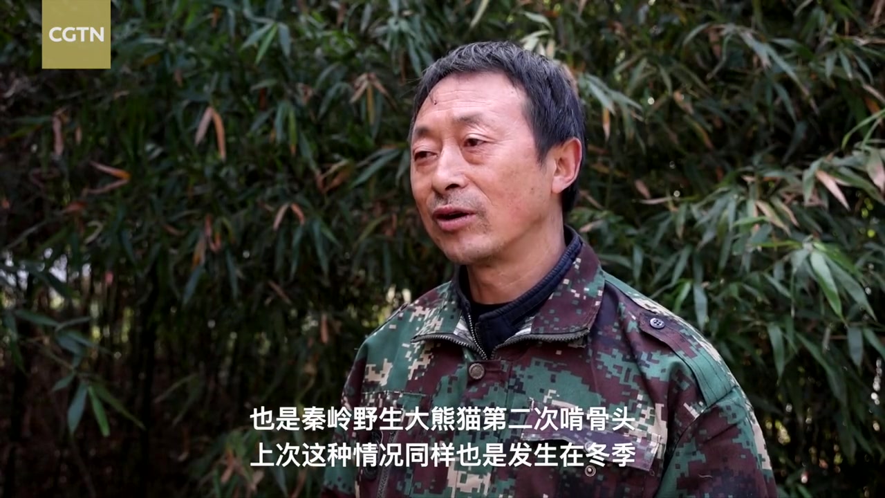 #小布视界# 【有图有真相!证明大熊猫吃肉影像被拍下】近期,陕西佛坪国家级自然保护区拍摄到