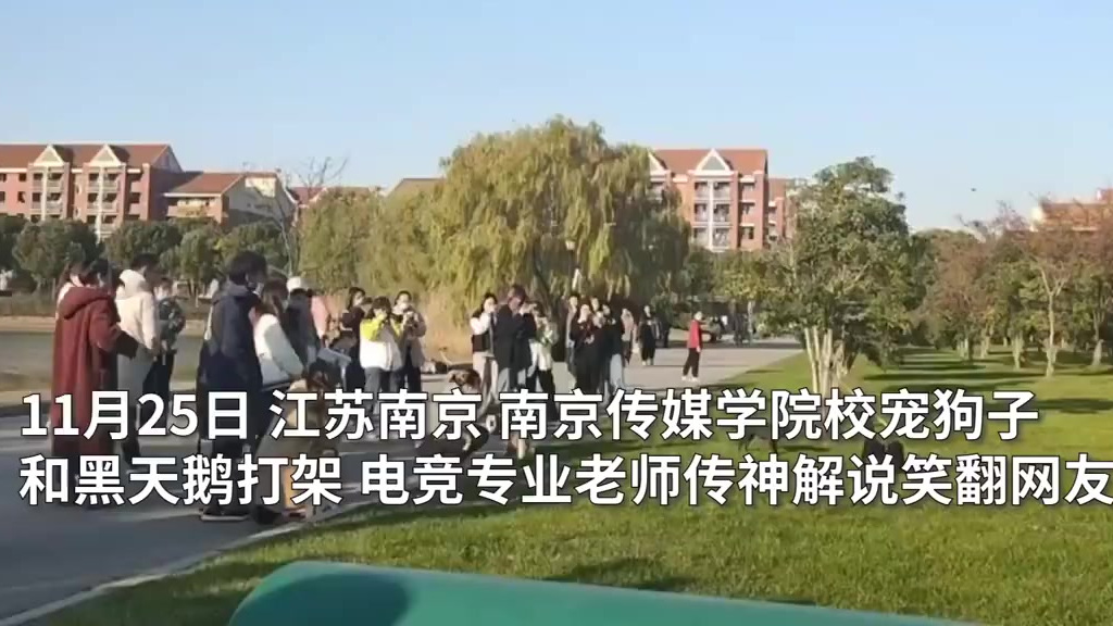 【有内味儿了!南京一高校电竞专业老师解说校宠打架】据青蕉视频 报道:11月25日,江苏南京