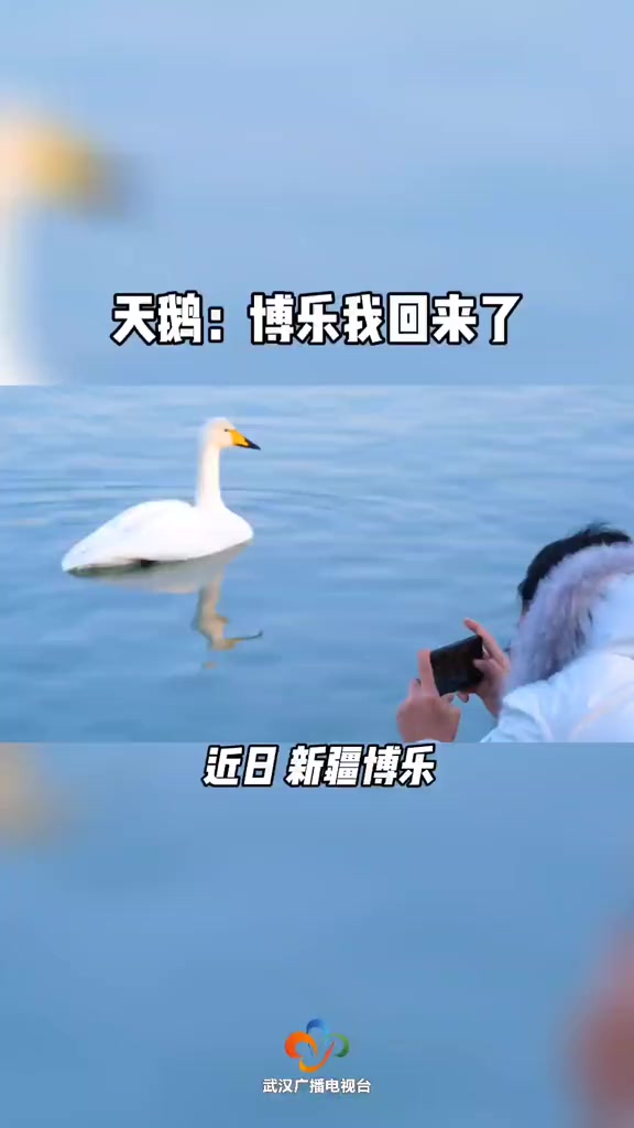 你听过天鹅的叫声吗?60只白天鹅回新疆过冬 新疆博乐 人与自然和谐共处 现实版天鹅湖