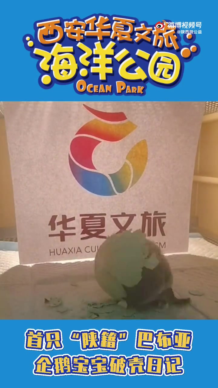 喜欢萌萌小动物的大小朋友们,集合!看过来!一只巴布亚企鹅宝宝在西安浐灞生态区华夏文旅海洋公