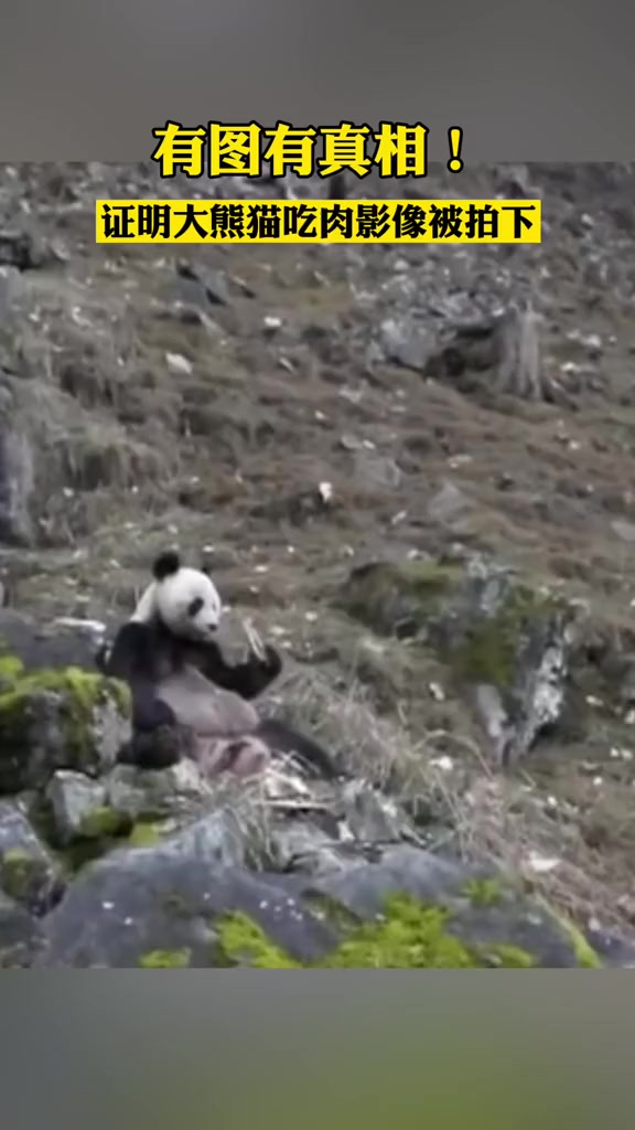 有图有真相!证明大熊猫吃肉影像被拍下。被发现了后“溜之大吉”!