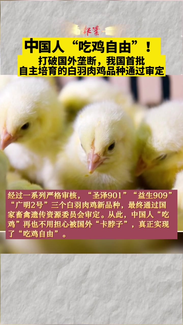 中国人“吃鸡自由”!打破国外垄断,我国首批自主培育的白羽肉鸡品种通过审定 吃鸡自由 白羽肉