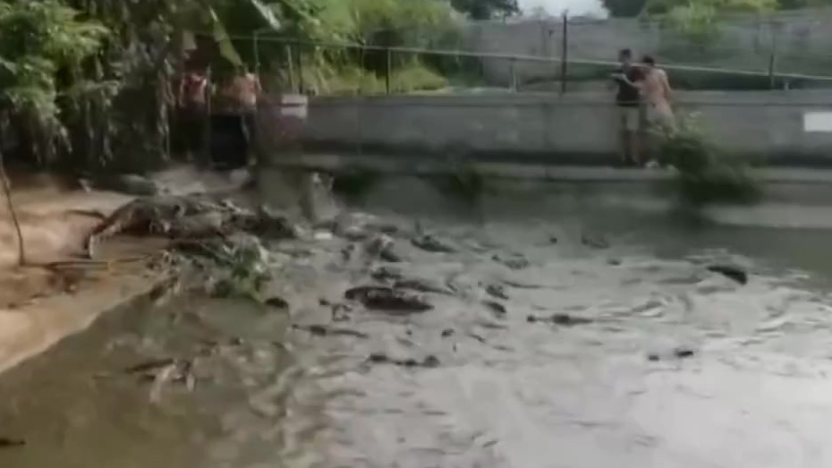 【广西小伙养鳄鱼年入百万行行出状元!】鳄鱼虽猛,但不易生病,还能赚钱!广西“80后”小伙邓