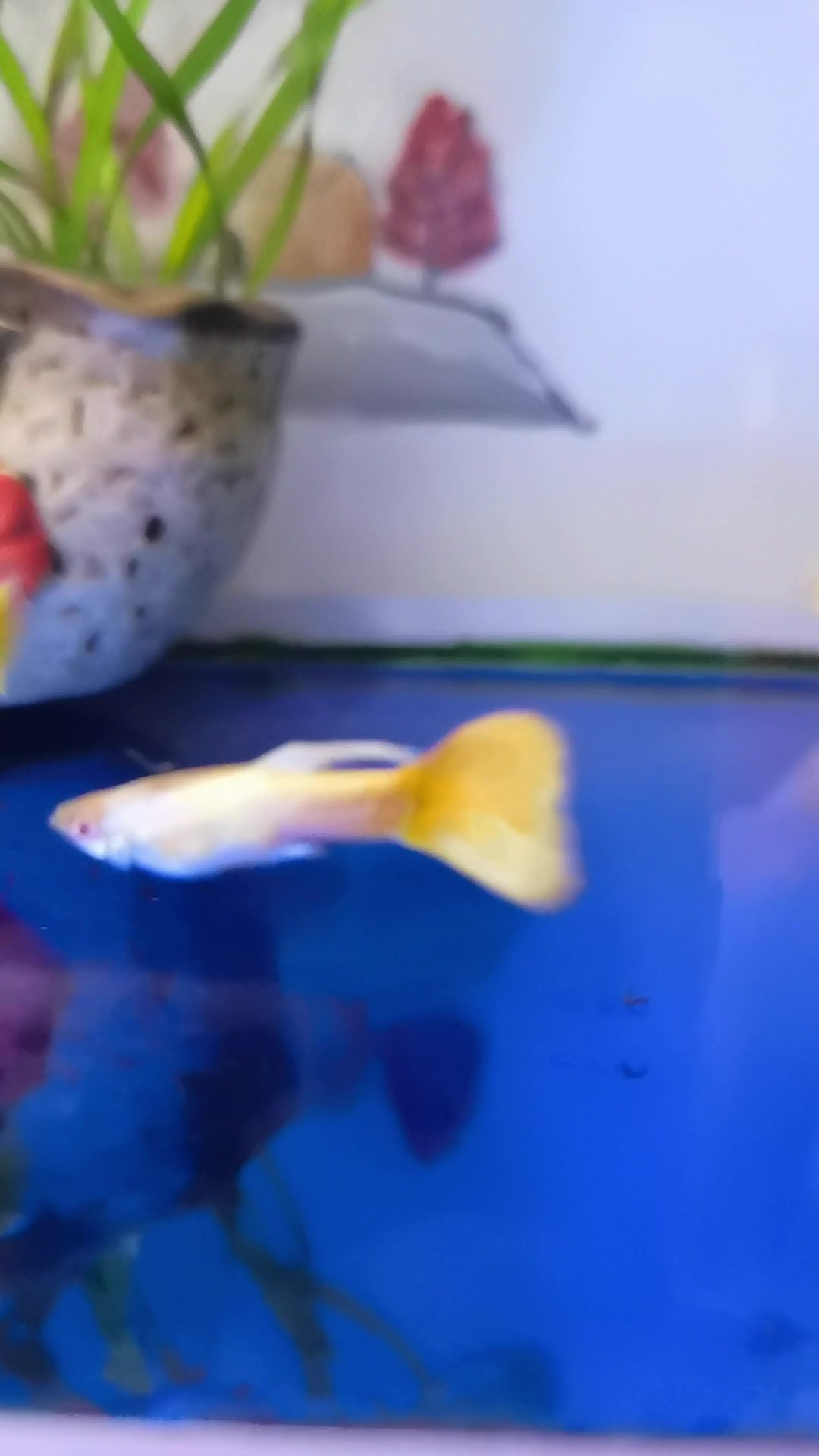 漂亮的黄金孔雀鱼