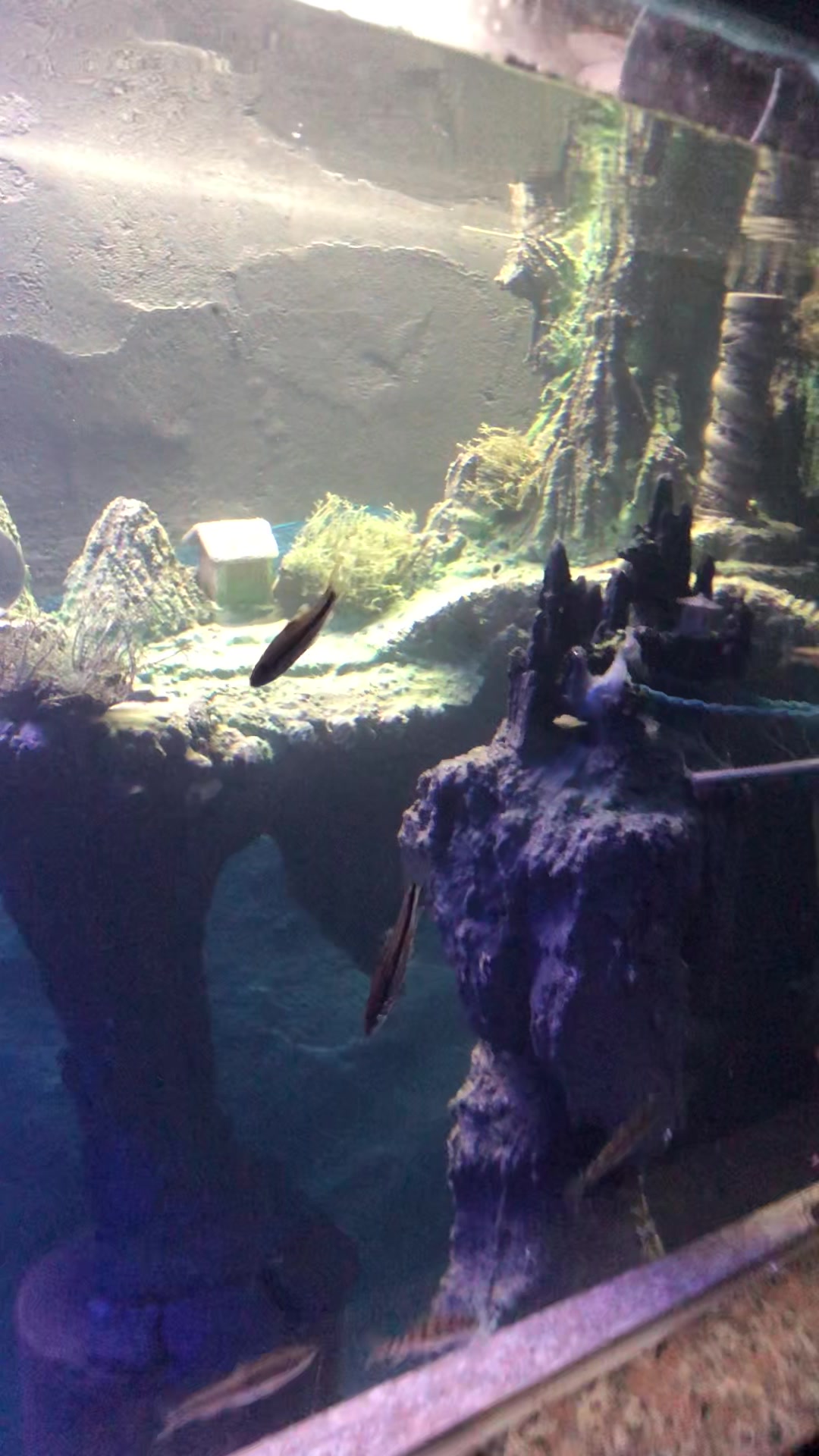 看看这个冷水鱼能养多大?