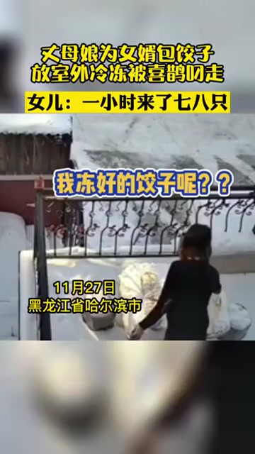 东北室外冻饺子被喜鹊叼走 一小时来了七八只